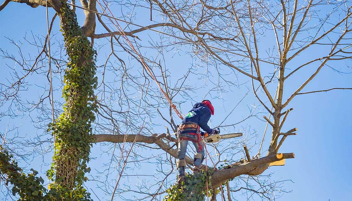 Experienced tree cutting nottingham