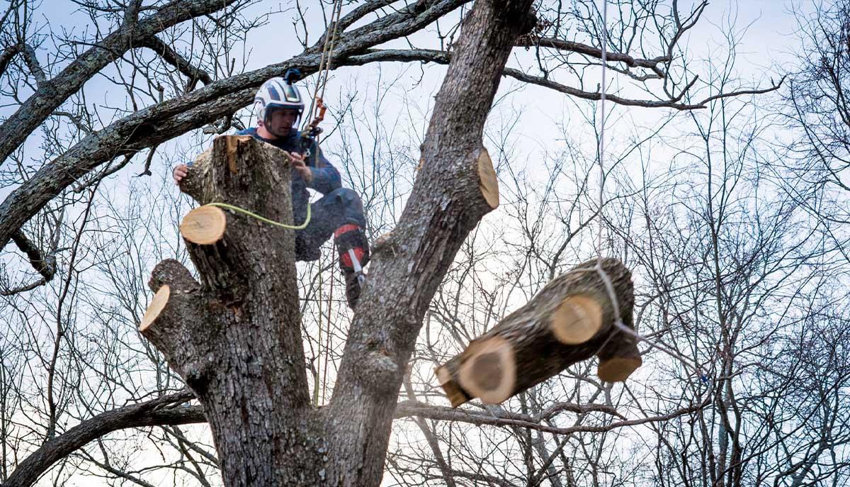 How to cut down a tree in nottingham