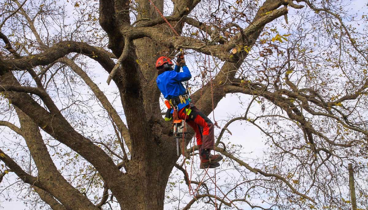 This is how we plum tall trees in Nottingham